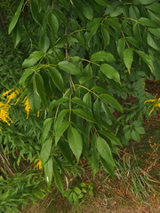 Fraxinus excelsior