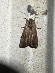 Spodoptera eridania