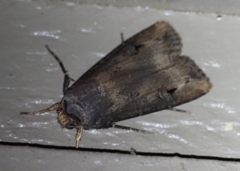 Agrotis ipsilon