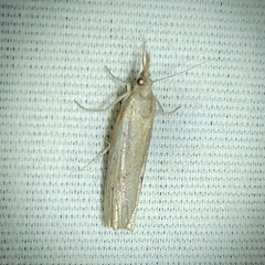 Fissicrambus mutabilis