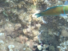 Thalassoma pavo