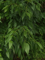 Fraxinus excelsior
