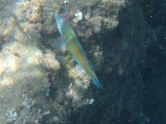 Thalassoma pavo