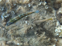 Thalassoma pavo
