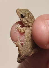 Tarentola mauritanica