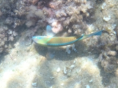 Thalassoma pavo