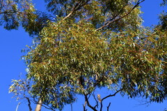 Eucalyptus salmonophloia
