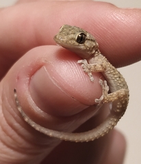 Tarentola mauritanica