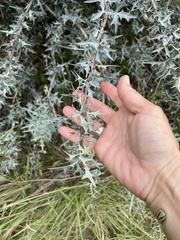 Berberis trifoliolata