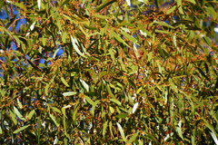 Eucalyptus salmonophloia