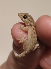 Tarentola mauritanica