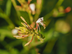 Oenothera gaura
