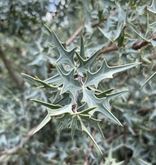 Berberis trifoliolata