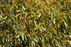 Eucalyptus salmonophloia