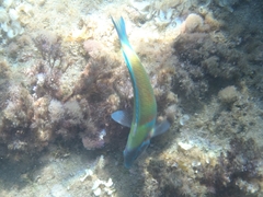 Thalassoma pavo