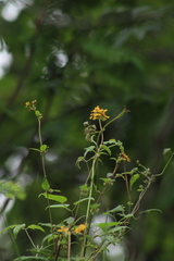 Gaudichaudia cynanchoides