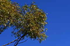Eucalyptus salmonophloia