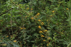 Gaudichaudia cynanchoides