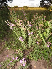 Oocephala centaureoides