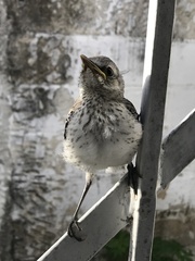 Mimus gilvus