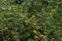 Gaudichaudia cynanchoides