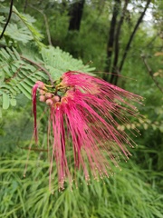 Calliandra houstoniana