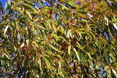 Eucalyptus salmonophloia
