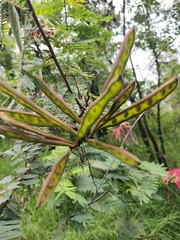 Calliandra houstoniana