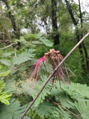 Calliandra houstoniana