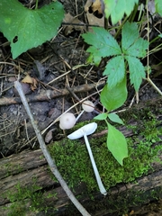 Mycena niveipes