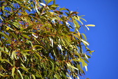 Eucalyptus salmonophloia