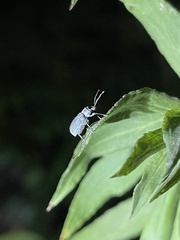 Cyrtepistomus castaneus