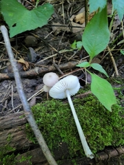 Mycena niveipes