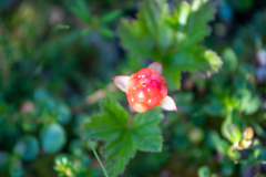 Rubus chamaemorus
