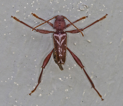 Neoclytus senilis
