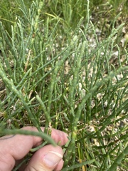 Salicornia perennis