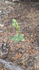 Pterostylis cycnocephala
