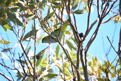 Parvipsitta porphyrocephala
