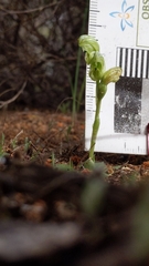 Pterostylis cycnocephala