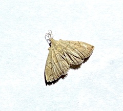 Zanclognatha pedipilalis