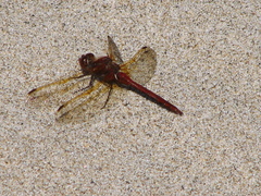 Sympetrum madidum