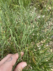 Salicornia perennis