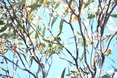 Parvipsitta porphyrocephala