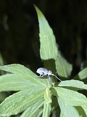 Cyrtepistomus castaneus