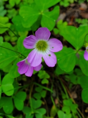 Oxalis violacea