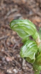 Pterostylis cycnocephala