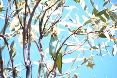 Parvipsitta porphyrocephala