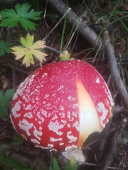 Amanita muscaria flavivolvata