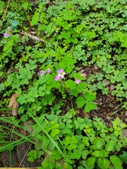 Oxalis violacea