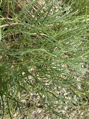 Salicornia perennis